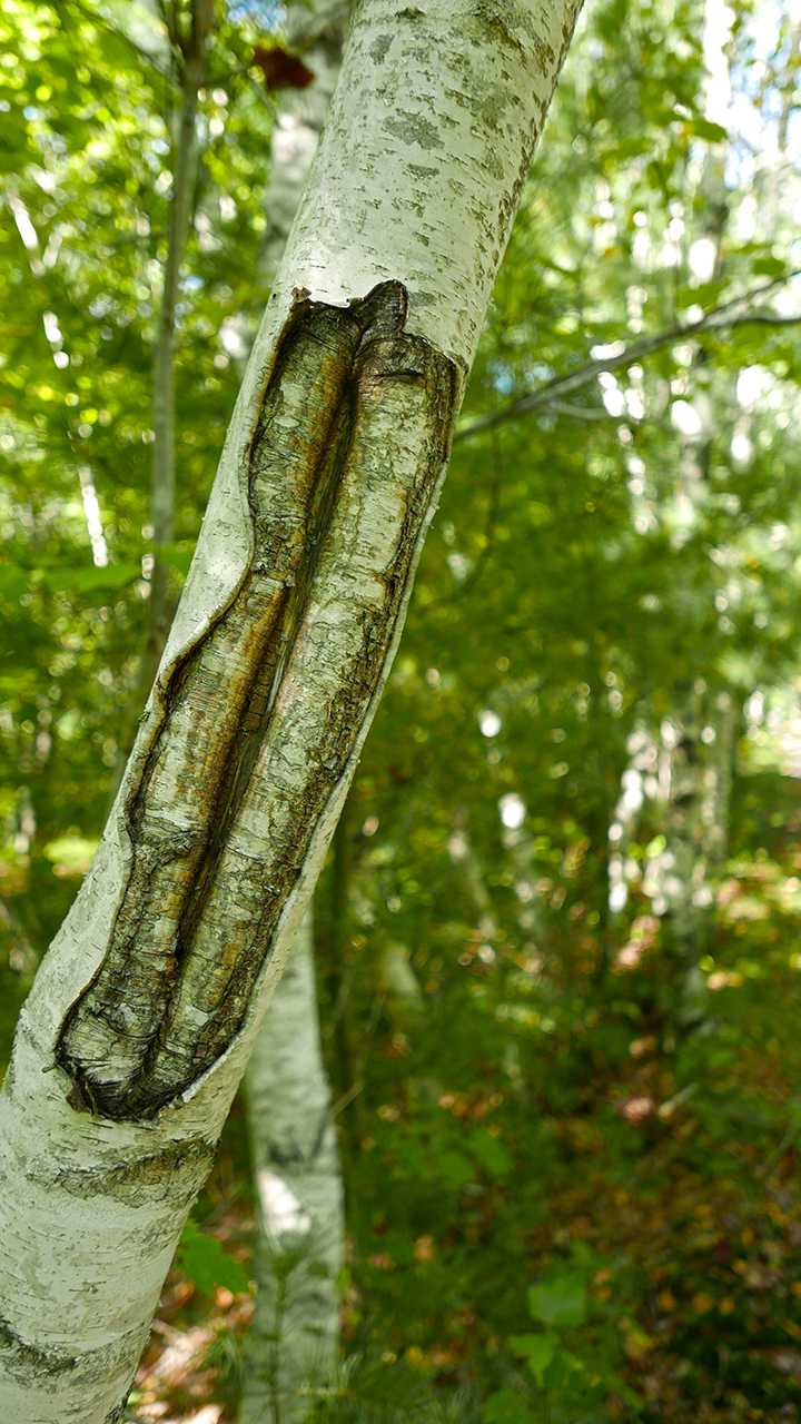 SHELB_Trail1_BLOG