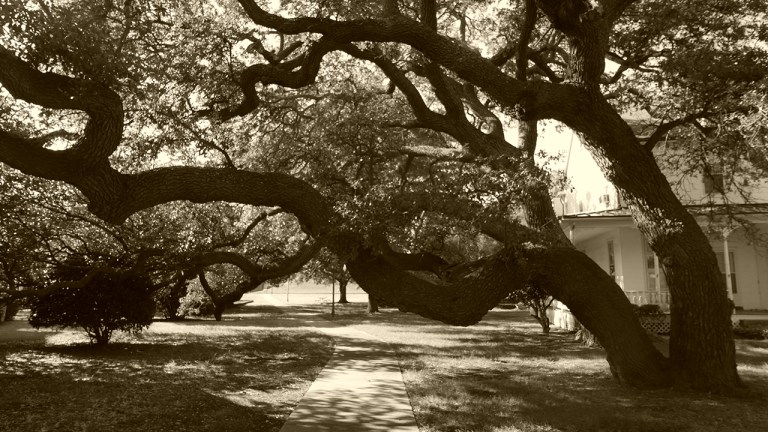 1_Hampton_BigTree3_BLOG