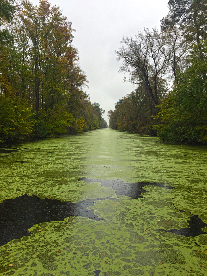 Ocoke_duckweed_BLOG