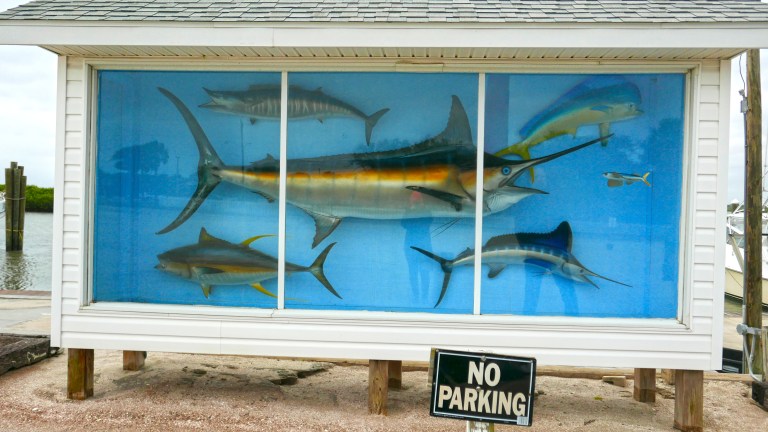 029_03 PDLI_fish BLOG