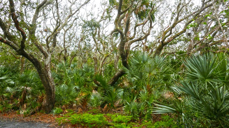 029_03 PDLI_jungle BLOG