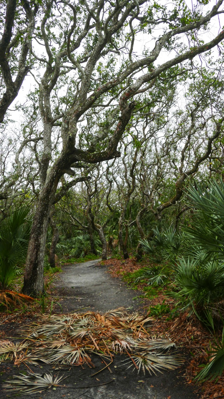 029_03 PDLI_jungle2 BLOG