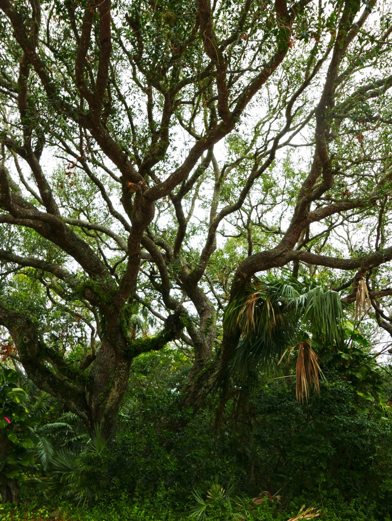 029_03 PDLI_jungle3 BLOG