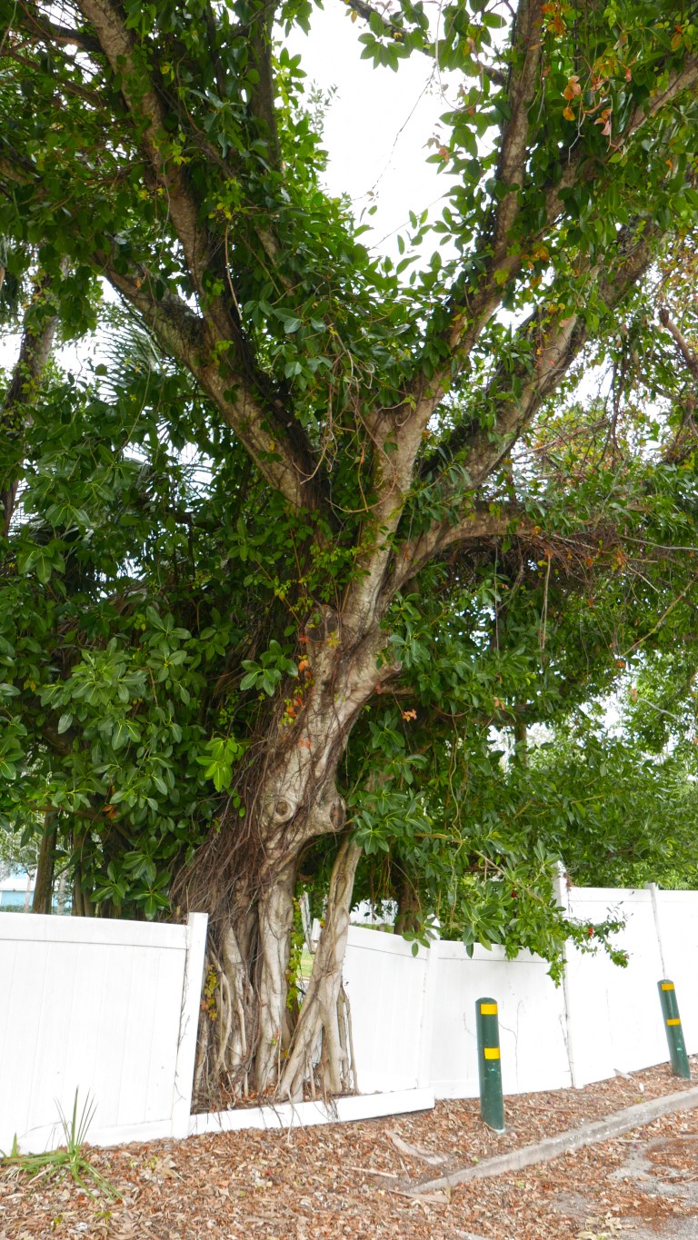 030_03_MELB_greenoak2_BLOG