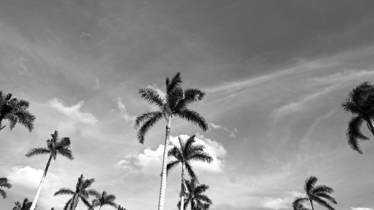 031_04_PB_ANS_palmtreesBW_BLOG