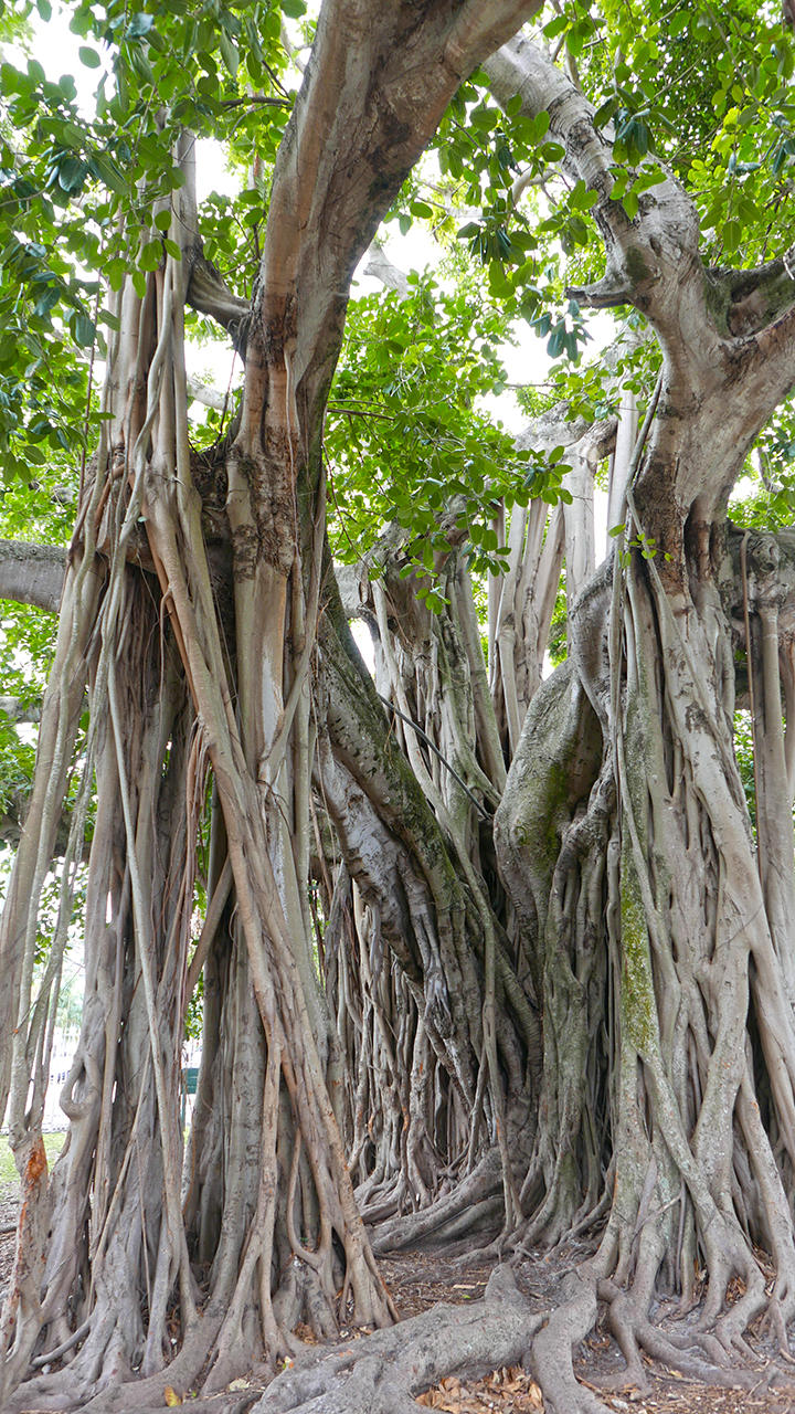 CocoGRV_StringTree2_BLOG