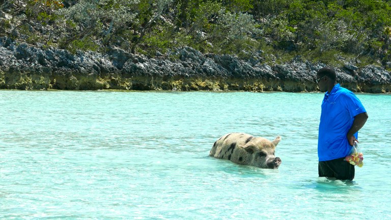 BigMaj_SwimmingPigs1 BLOG