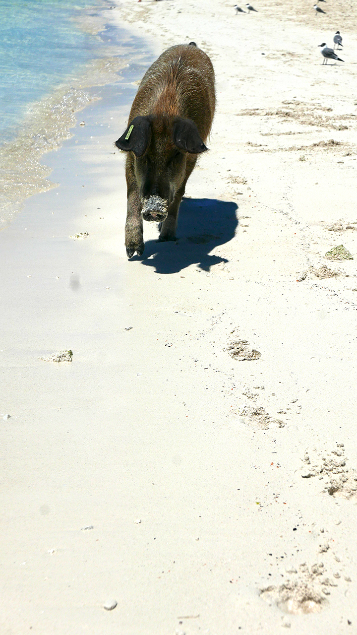 BigMaj_SwimmingPigs2 BLOG