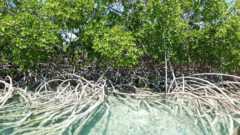 Shroud_mangroves2 BLOG
